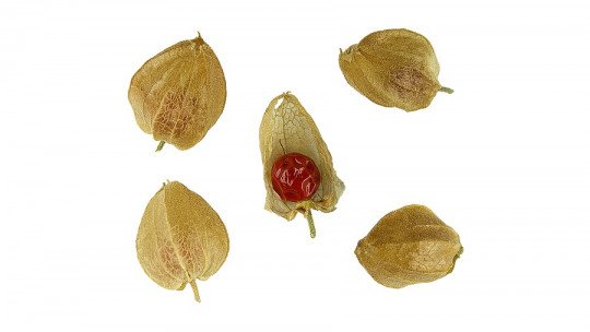 Ashwagandha (Indian ginseng): characteristics and uses of this plant