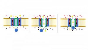 🥇 Ion Channels: What They Are, Types, And How They Work In Cells 【nuovo】