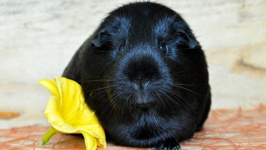 Guinea pigs have a positive effect on young people with autism