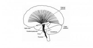 Corona radiata: characteristics and functions of this part of the brain