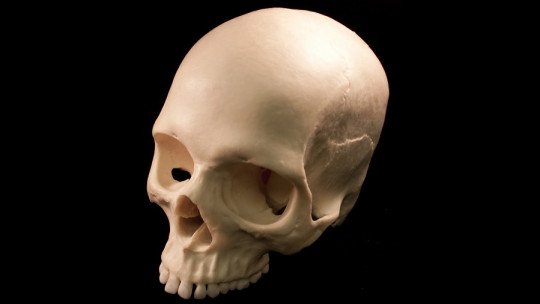 🥇 What does the human skull look like and how does it develop? 【NUOVO】