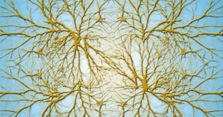 What are neuron dendrites?