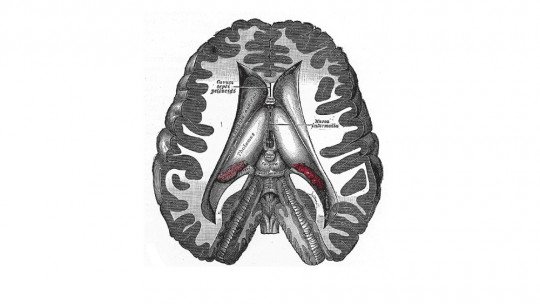 Diencephalon - structure and function of this brain region