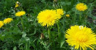 Dandelion: 9 uses and properties of this medicinal plant