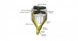 Spinal ganglia: anatomy, characteristics and function