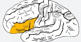 Lower Frontal Swivel of the Brain: Features and Functions