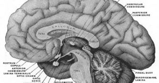 Pineal gland (or epiphysis): functions and anatomy