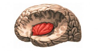 The insula: anatomy and functions of this part of the brain
