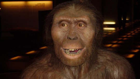 lucy-the-australopithecus-this-was-the-fossil-that-changed-everything