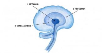 Neocortex (brain): structure and function