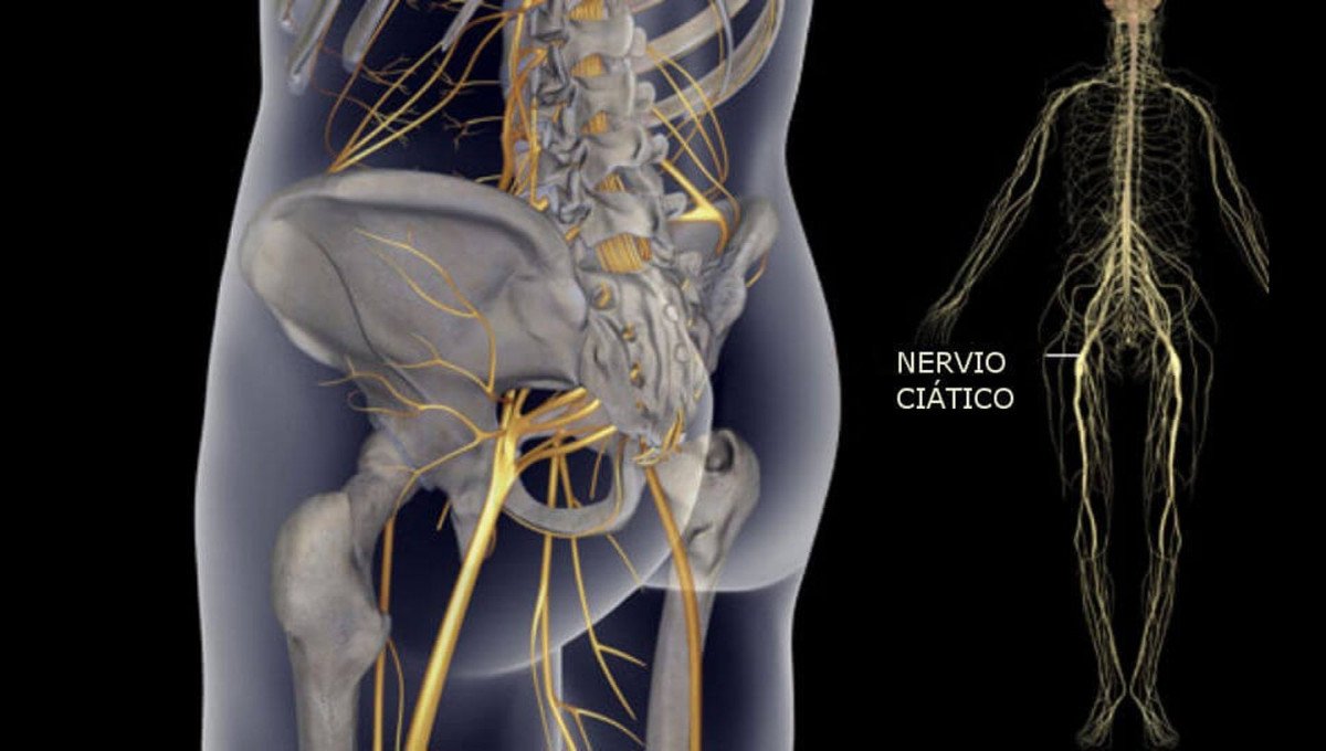 🥇 Ischial nerve (sciatic): anatomy, functions and pathologies 【NUOVO】