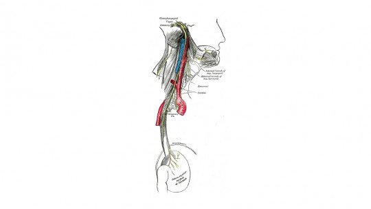 Vagus nerve: what it is and what functions it has in the nervous system
