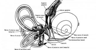 Vestibulocochlear nerve: what it is and what functions it has