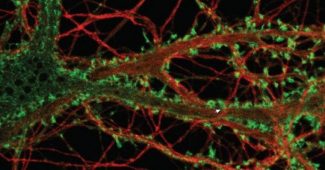 Dopaminergic neurons: characteristics and functions