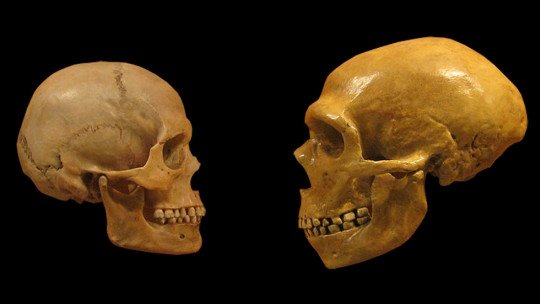 Is our species more intelligent than the Neanderthals?