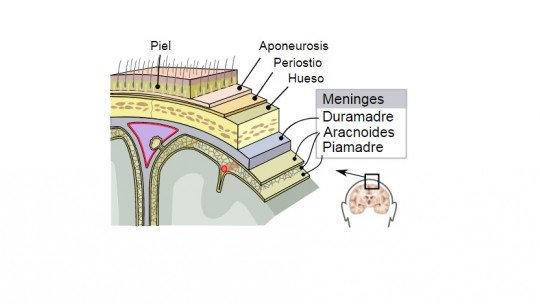 Piamadre (brain): structure and functions of this layer of the meninges