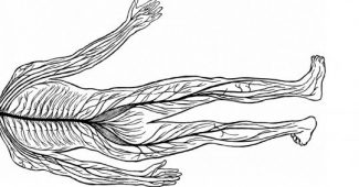 Peripheral nervous system (autonomic and somatic): parts and functions