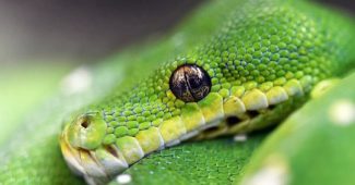 Dreaming of snakes: what does it mean?