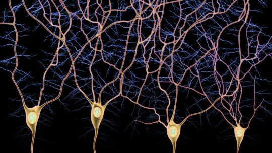Afferent and efferent pathways: the types of nerve fibers