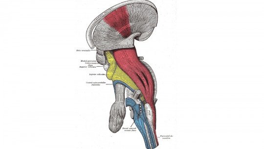 Corticospinal route: characteristics and functions